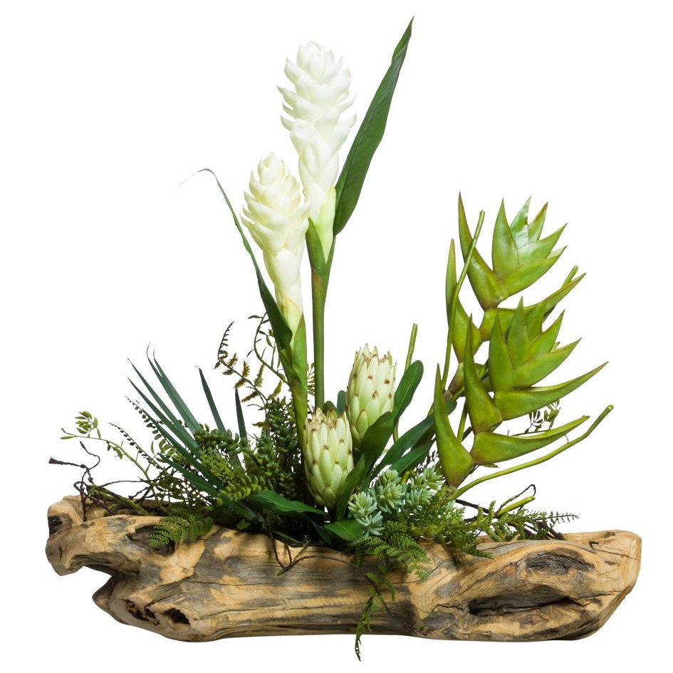 tropical succulent plants Succulent Tropical