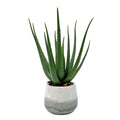 Veranda Indoor-Outdoor Aloe Accent