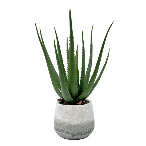 Veranda Indoor-Outdoor Aloe Accent