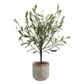 Solea Olive Accent