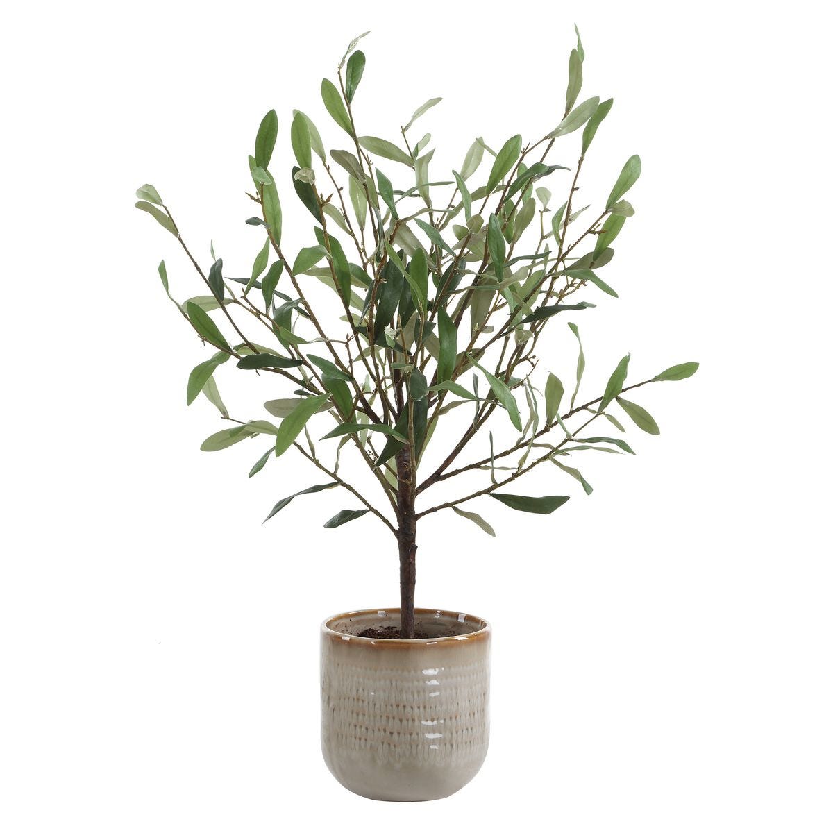 Solea Olive Accent