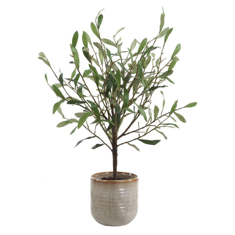 Solea Olive Accent
