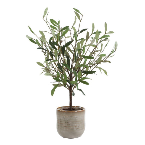Solea Olive Accent
