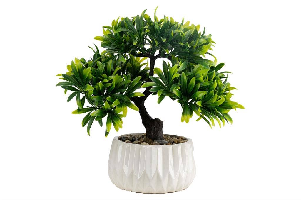Shikuba Plant In Pot.