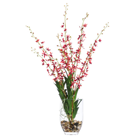 Orchid Vanda FW