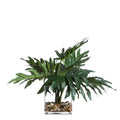 Selloum/Fern In Large Bengal Bowl