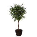 Smilax 7'