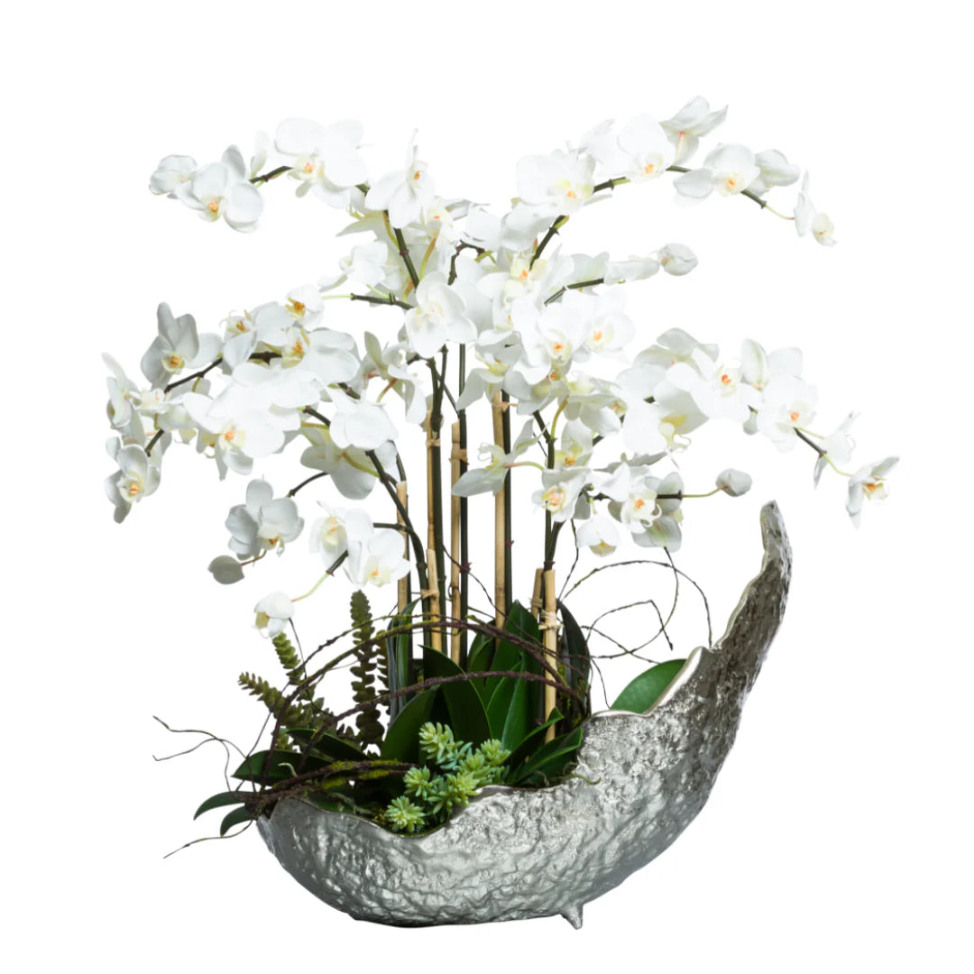 Orchid Phalaenopsis