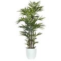 Palm Kentia Deluxe 9'