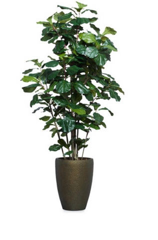 6.5' FIDDLE FIG BUSH IN TALL BRONZE DIMPLED POT