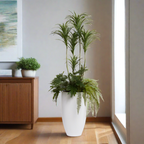 5.5' DRACENA COMBINATION IN TALL WHITE POT - Hedi's Furniture