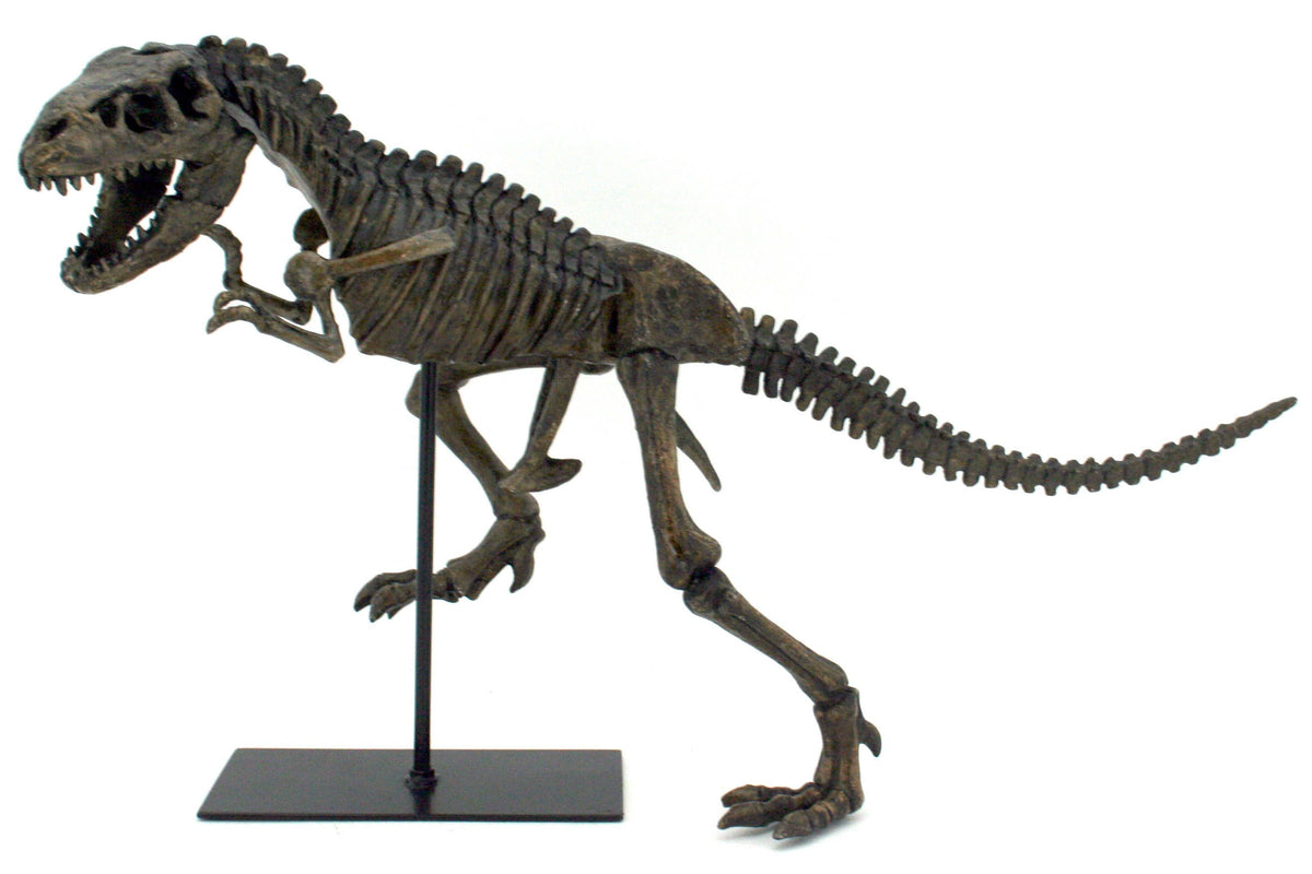 Faux T-Rex Tyrannosaurus Rex Dinosaur Fossil