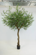 Olive Tree, #FL6701-G