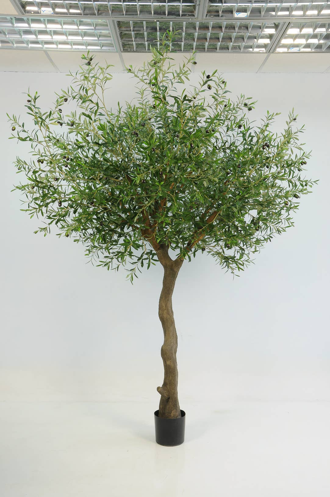 Olive Tree, #FL6701-G