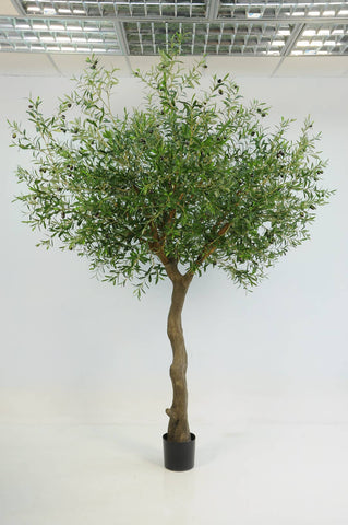 Olive Tree, #FL6701-G