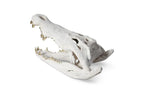 Crocodile Skull, Roman Stone, Gold Leaf