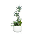 YUCCA COMBO IN SANDSTONE BULB POT - Hedi's Furniture