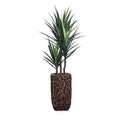 5' YUCCA IN SMALL BAC BAC - Hedi's Furniture